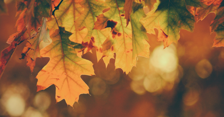 Top 5 Autumn Wellness Practices To See You Through The Season