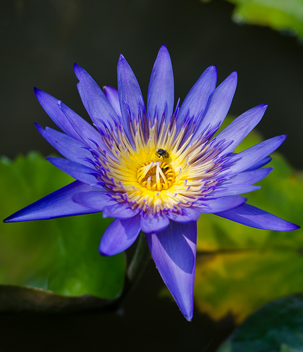 Blue Lotus Spiritual Healing