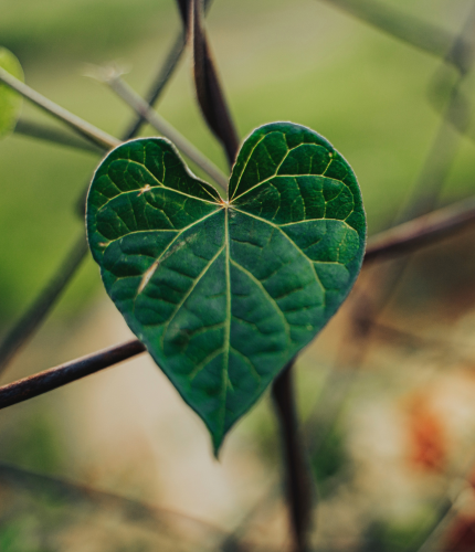 Heart chakra leaf