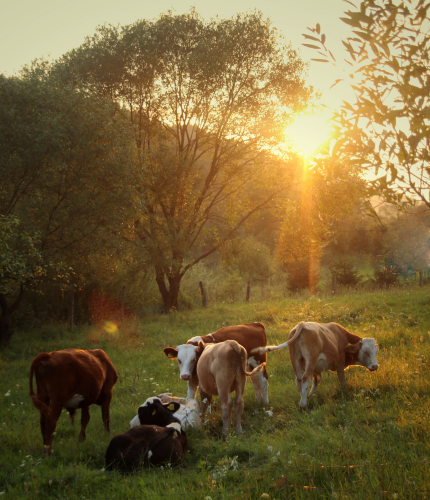 The fashion industry relies on animals like these beautiful cows for materials like leather.